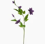SW Clematis Spray x3 Purple 79cm