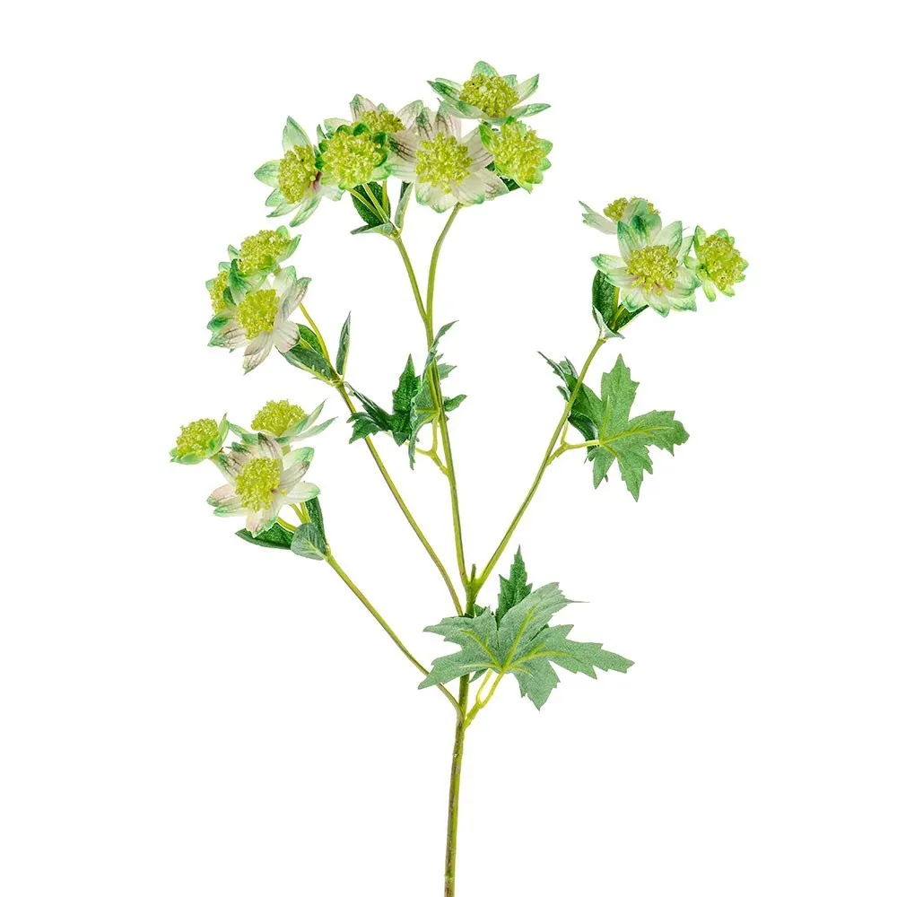 CB Meadow Astrantia Green 66cm