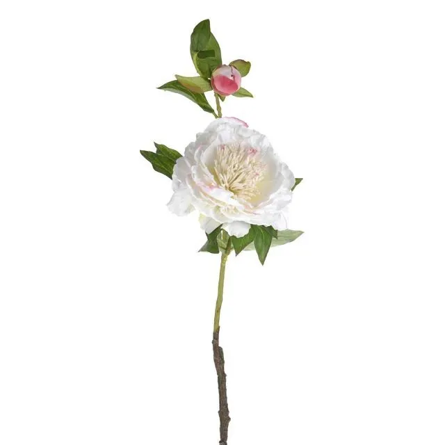 CB Peony Pretty Cream 60cm
