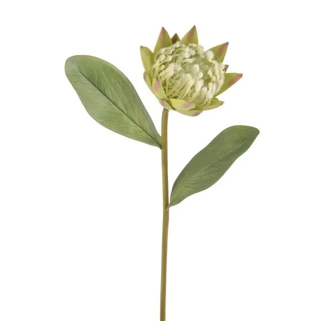 Cb Protea Green 57cm