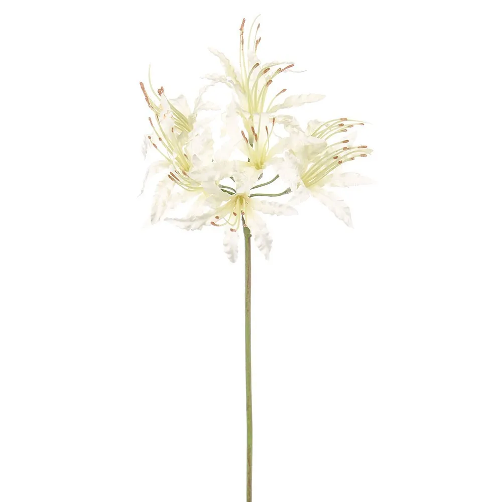CB Dawn Nerine Ivory 70cm