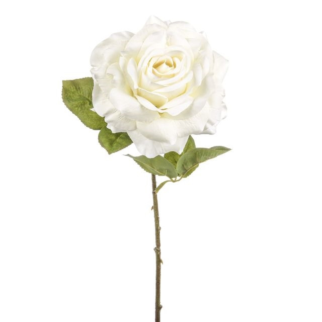 CB Dawn Rose Ivory 45cm