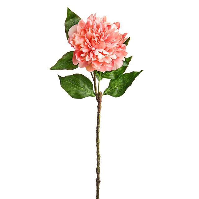 CB Peony Frilly Peach