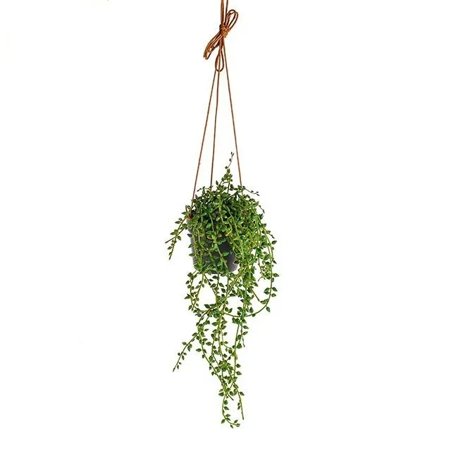 CB Hanging String Of Pearl Plant 40cm