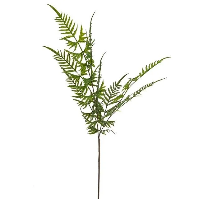 CB Fern Spray