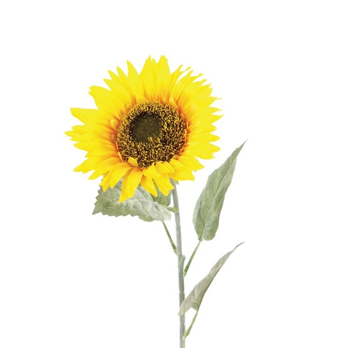 FS Sunflower