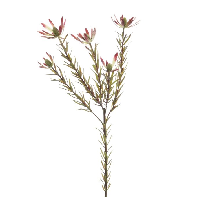 FS Leucadendron Spray 70cm