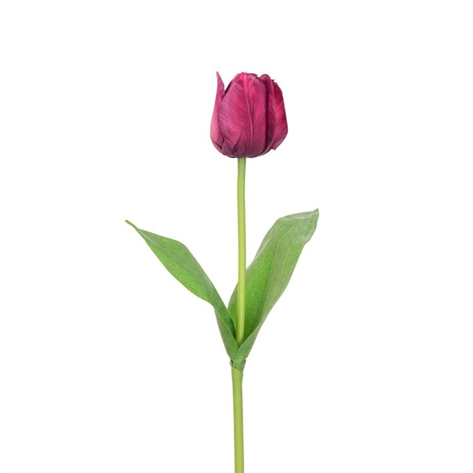 FS Triumph Tulip Burgundy 48cm