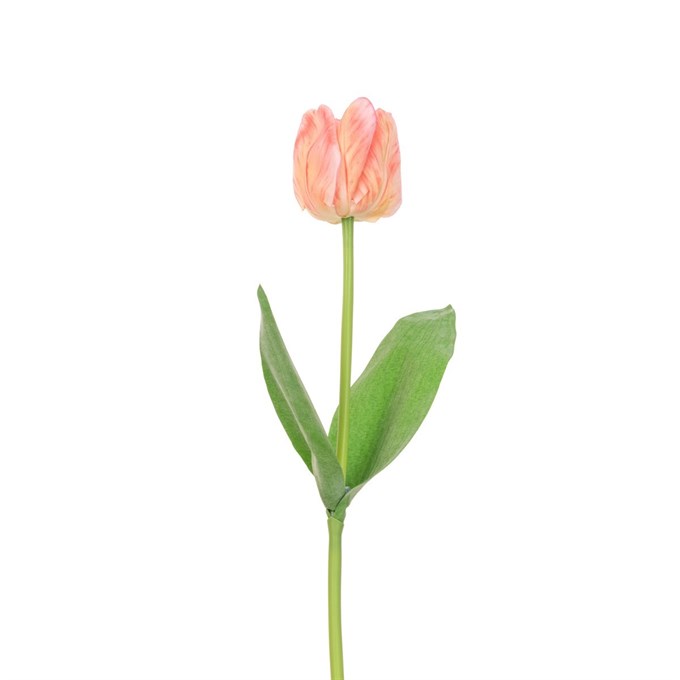 FS Triumph Tulip Coral 48cm