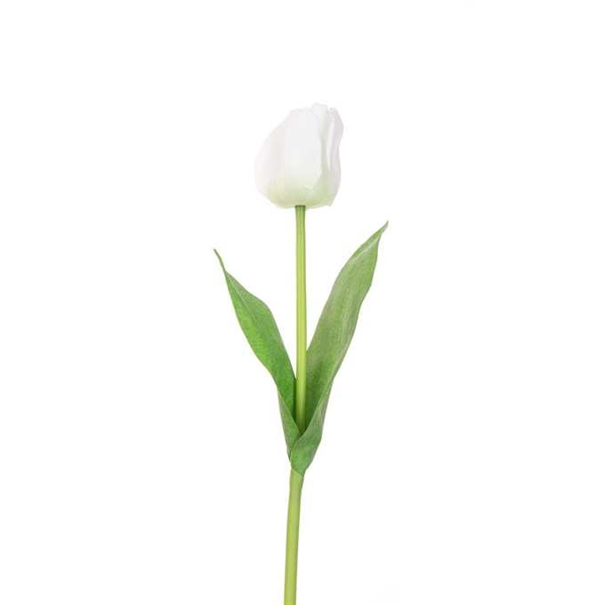 FS Triumph Tulip White 48cm