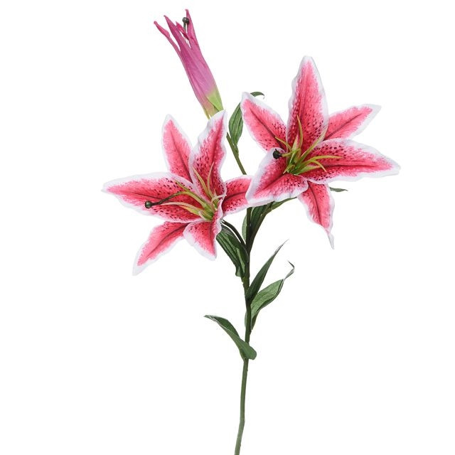 CB Cameo Casa Stargazer Pink