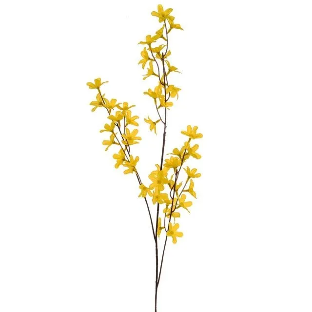 CB Forsythia