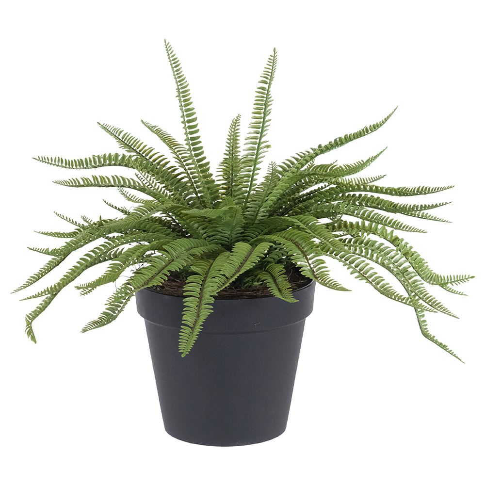 WJ Potted Fern Large