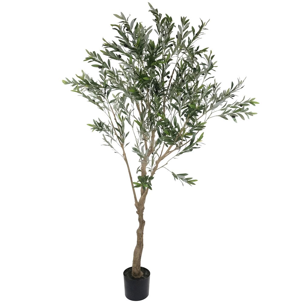 WJ Olive Tree 2m