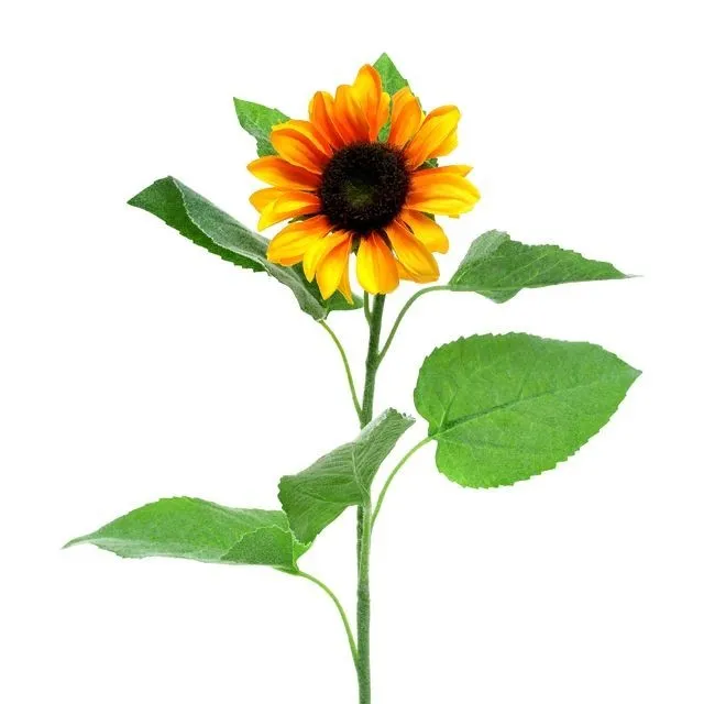 CB Sunflower Sarah Golden Yellow