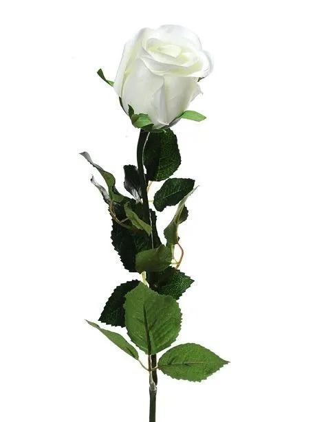 CB Prize Rose Bud Cream