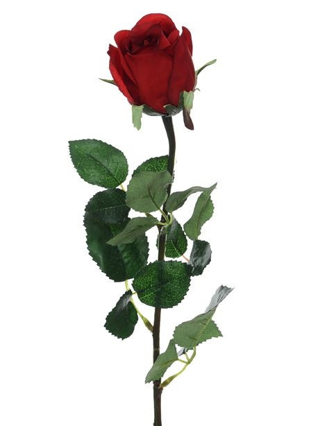 CB Prize Rose Bud Red