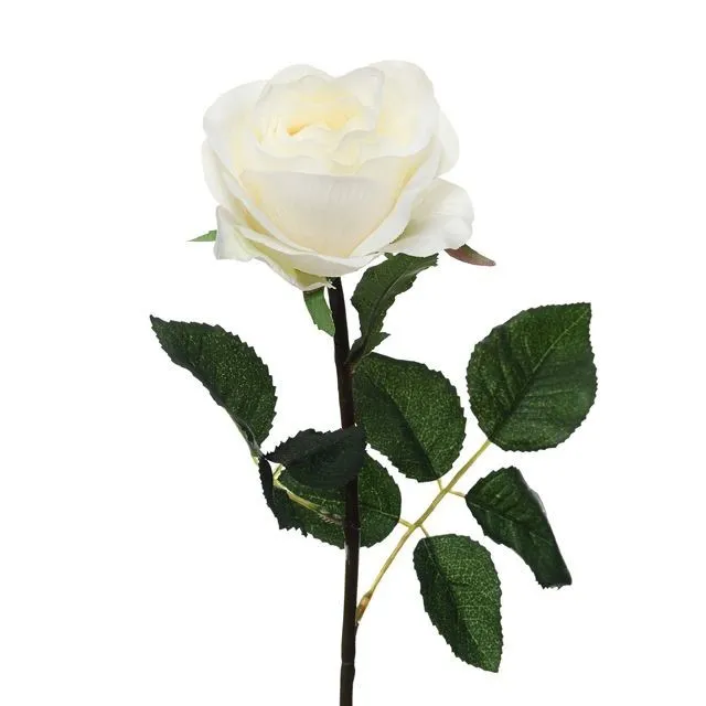 CB Prize Rose Med Cream