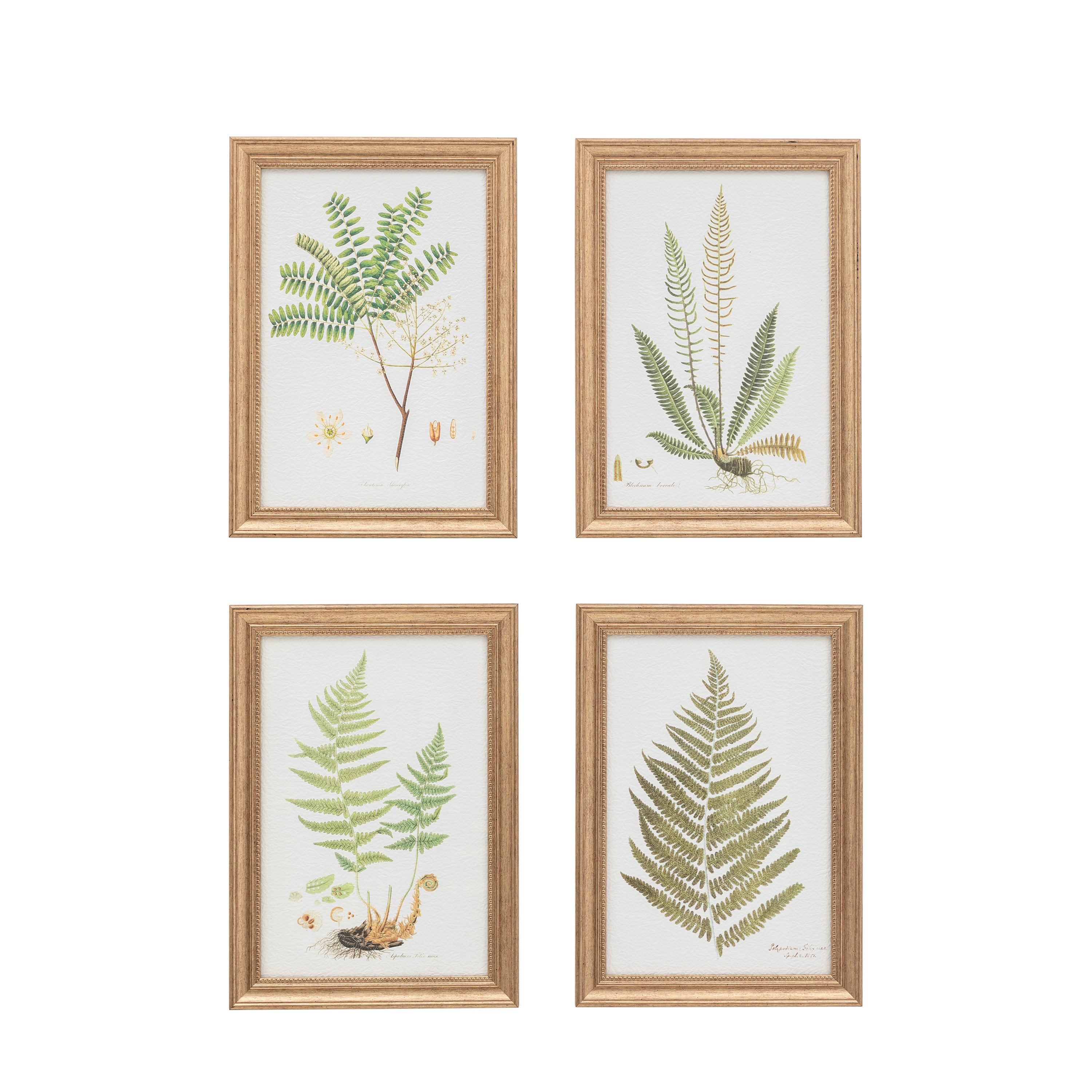 GD Ast Ferns Framed S4