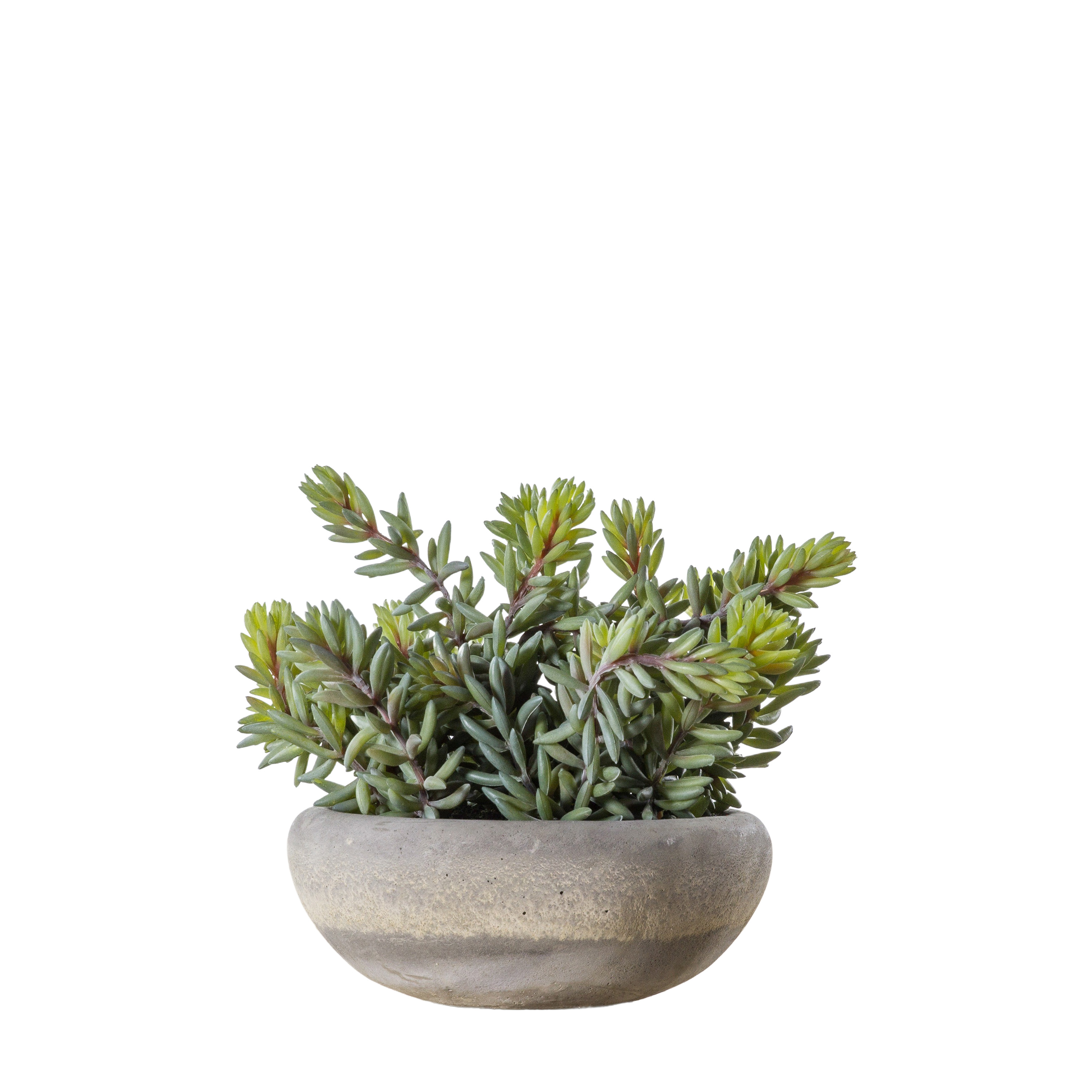 GL Sedum Green w/ Cement Bowl Large 23cm