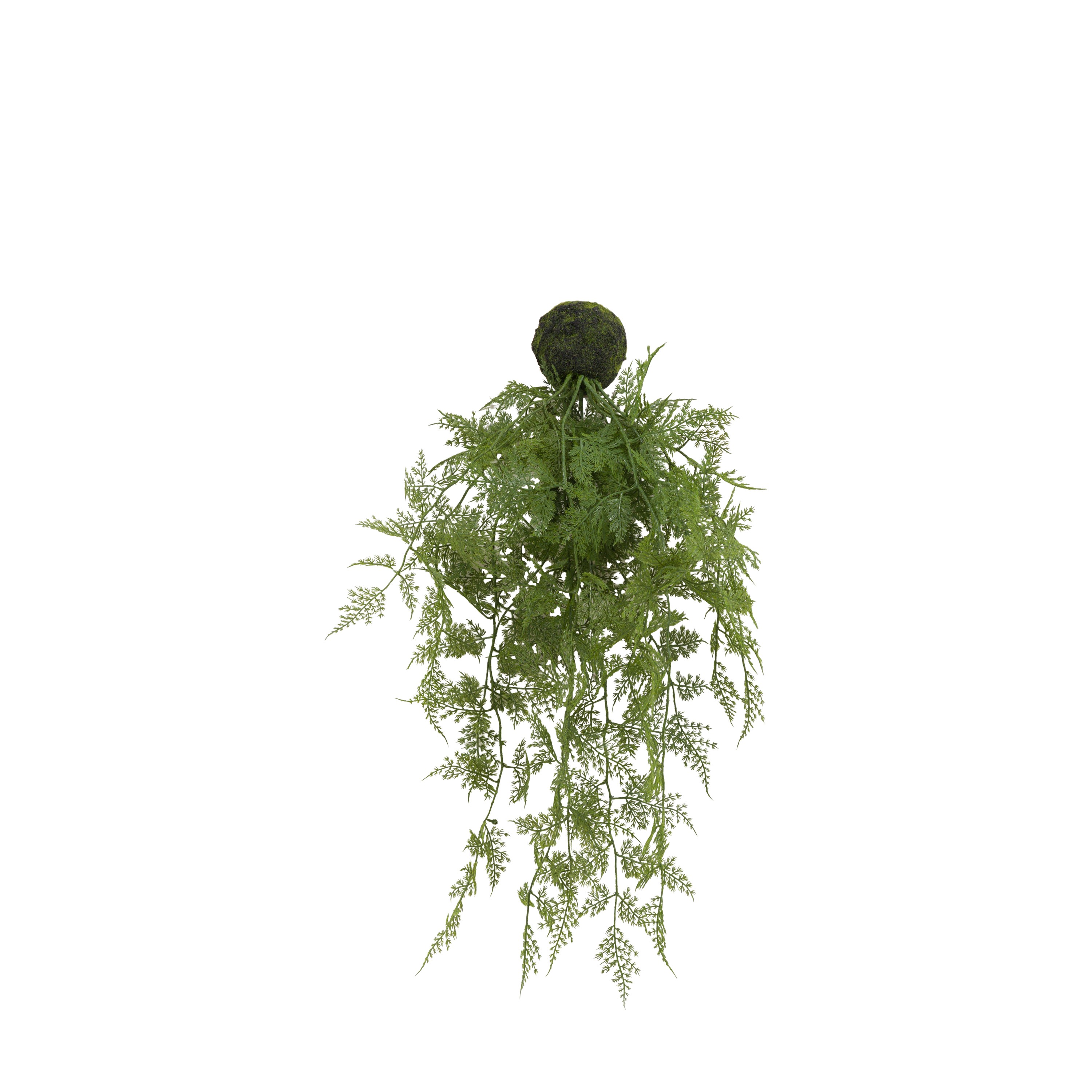 GD Trailing Wood Fern Soil Green