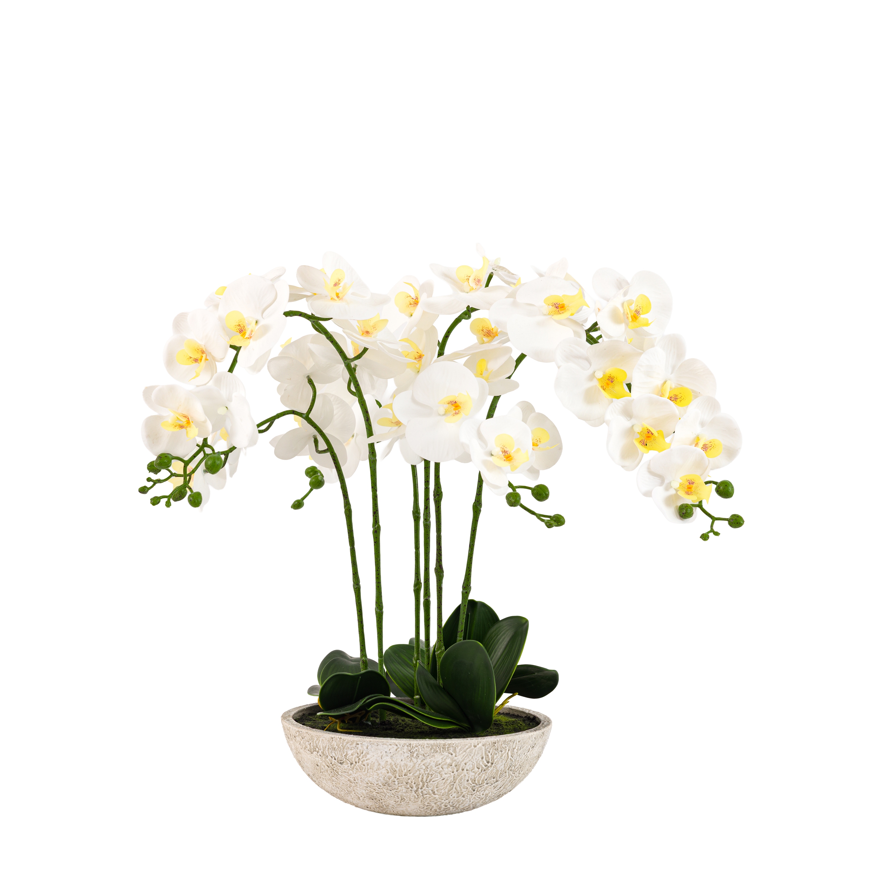 GL Oversized Orchid in Cement Pot White 65cm