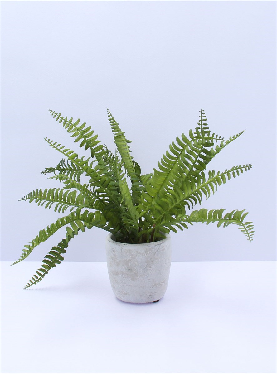 GG Potted Plant Boston Fern