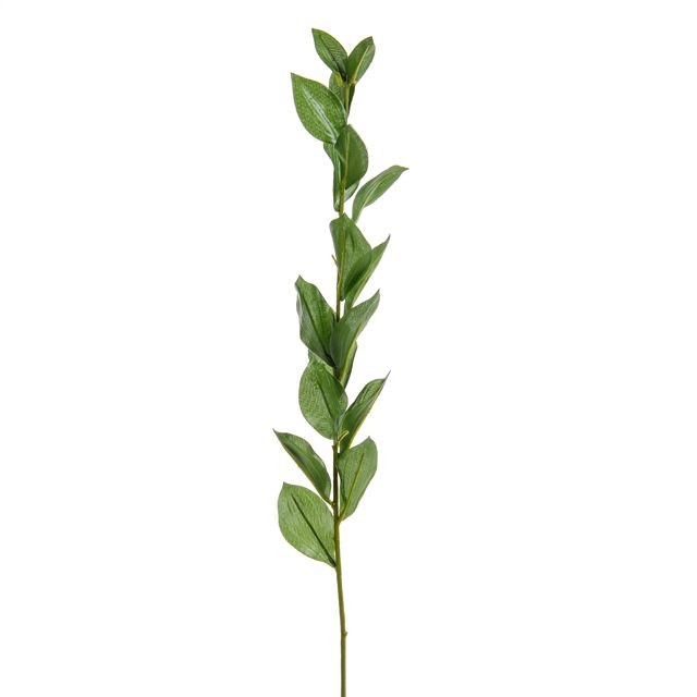 CB Ruscus Spray