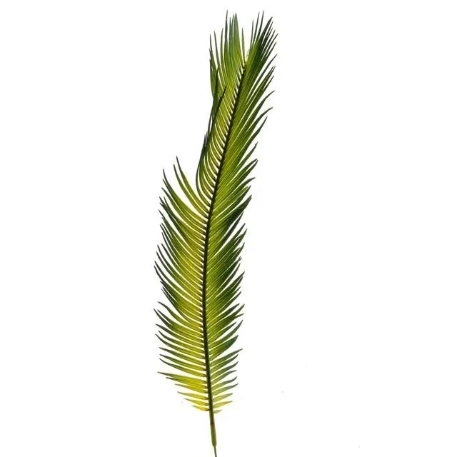 CB Leaf Cycas Palm