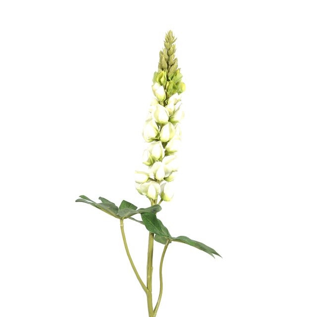CB Lupin Cream 81cm