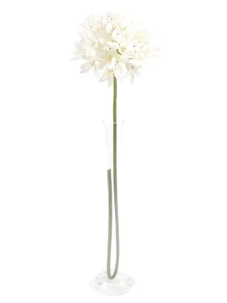 CB Agapanthus Cream 87cm