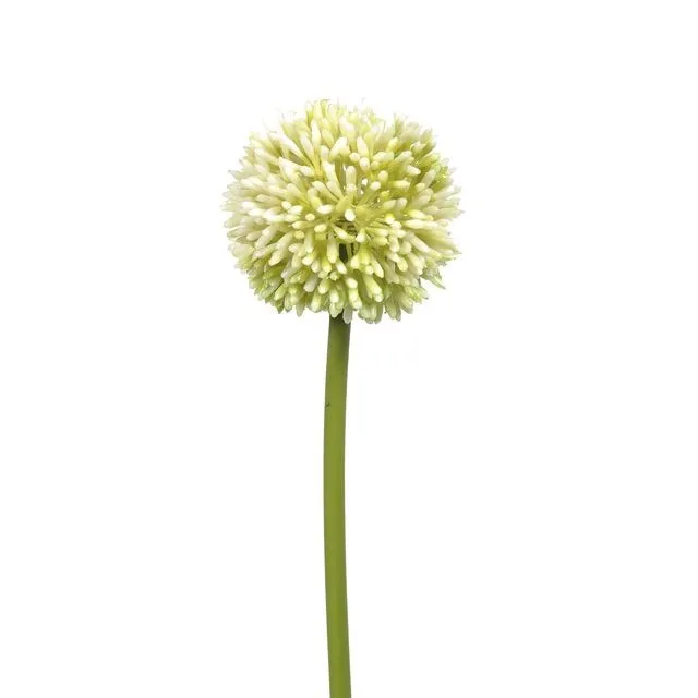 CB Hedgerow Allium Cream 55cm