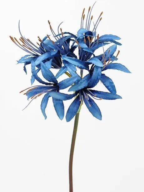 CB Nerine Blue 70cm