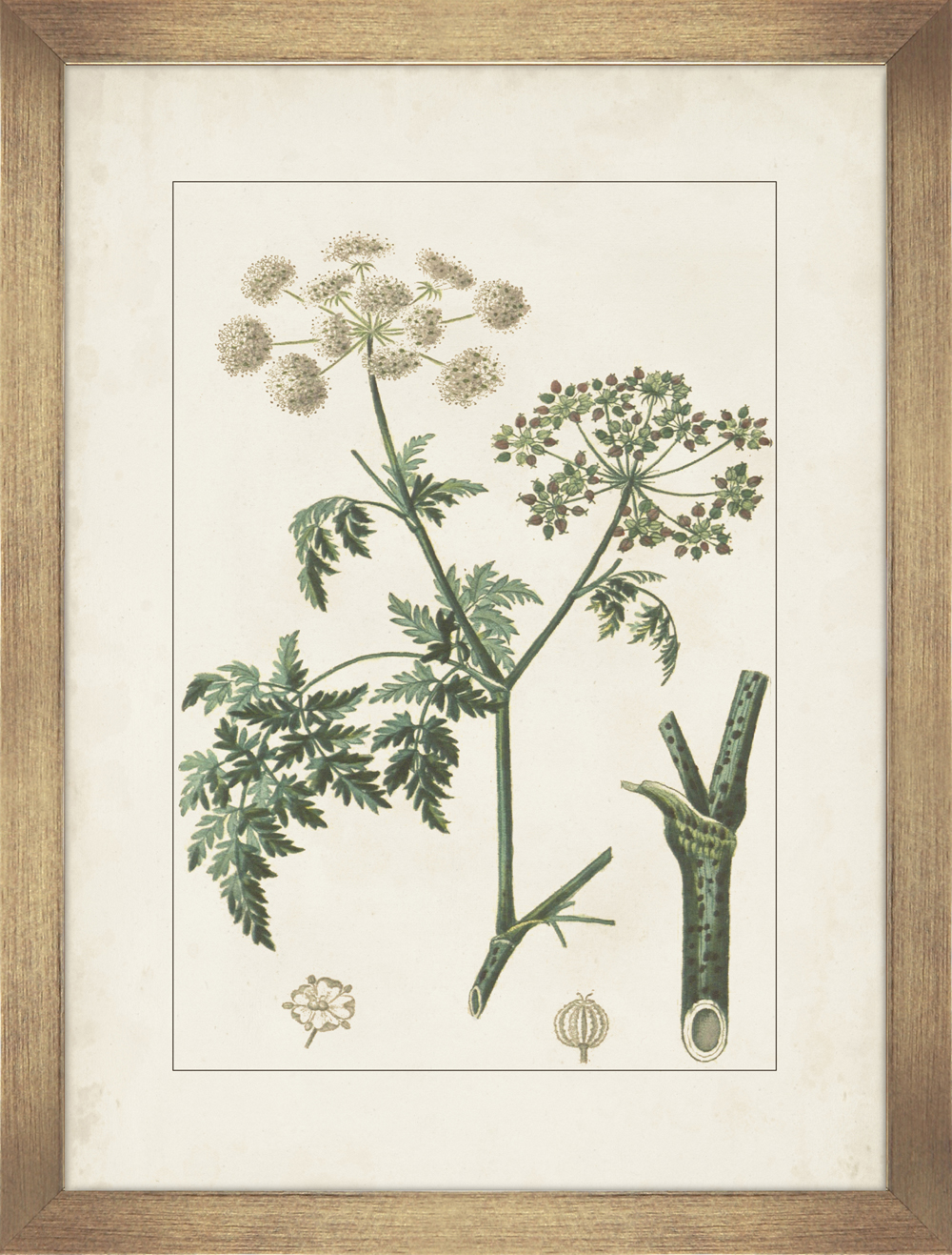 Camelot Antique Botanicals B