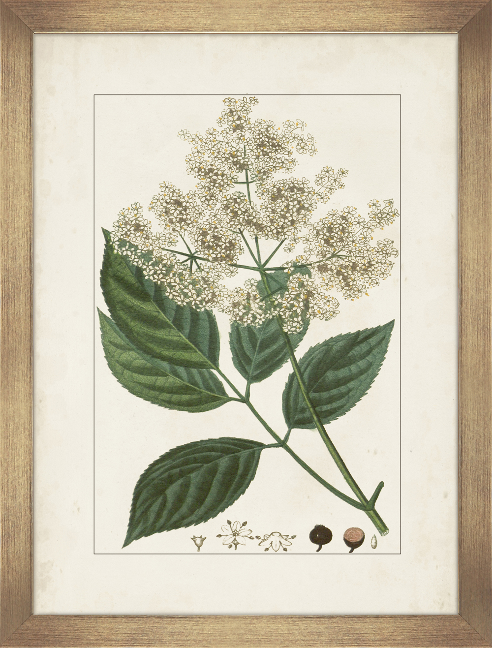Camelot Antique Botanicals C