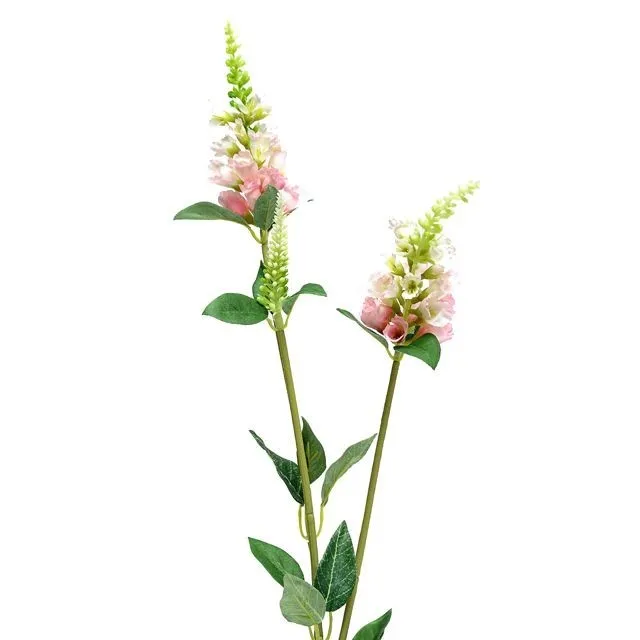 CB Physostegia Spray Pale Pink 63cm