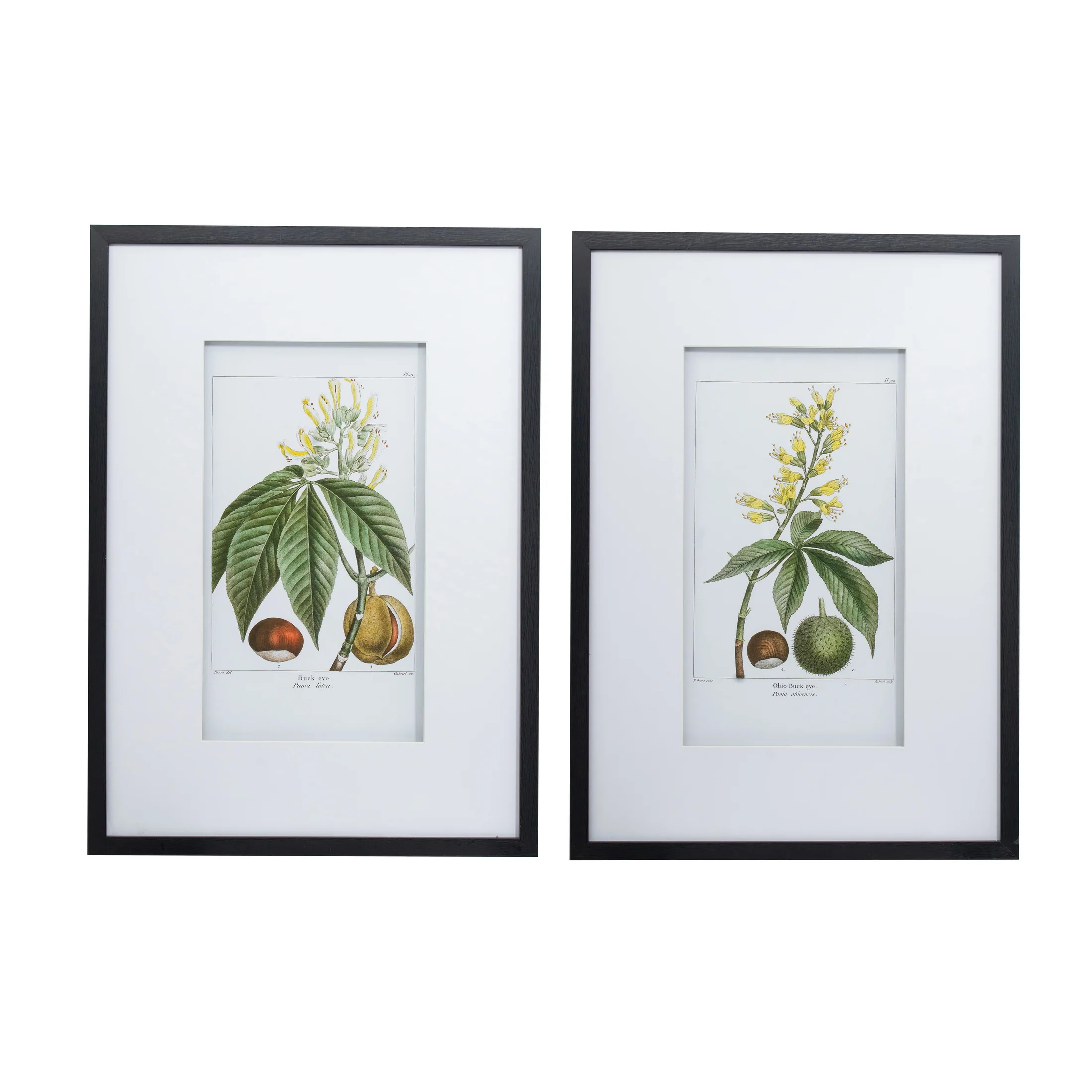 MB Botanical Wall Art Set 2 SS26