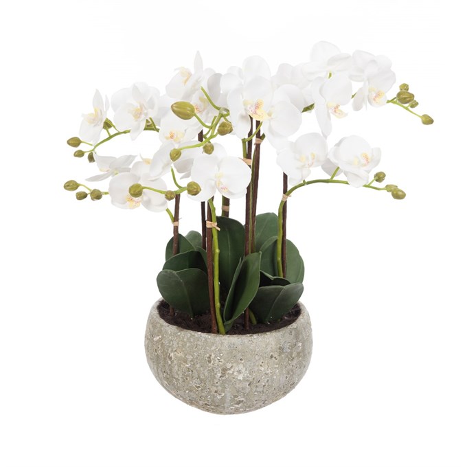 FS Phalaenopsis In Clay Pot 47cm