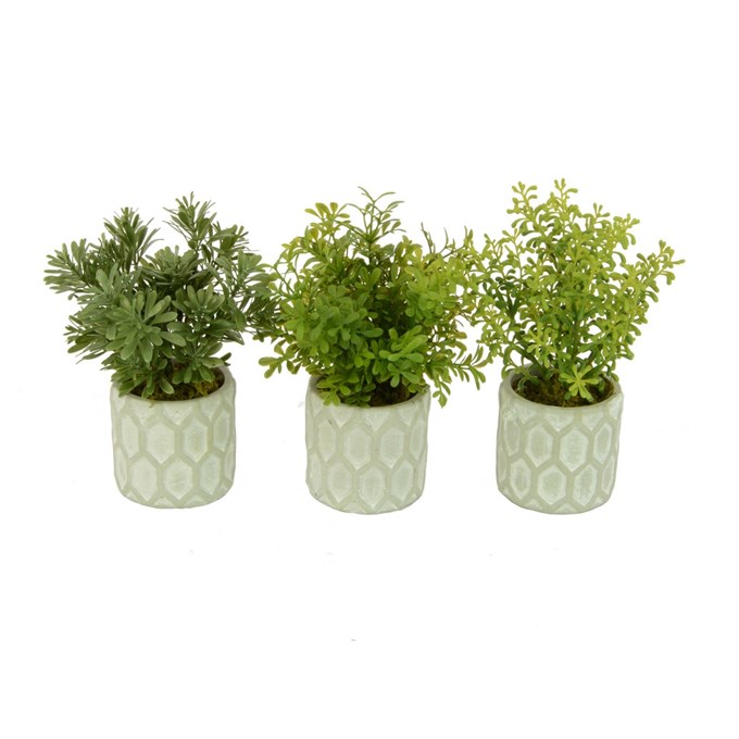 FS Potted Plant Assortment 20cm