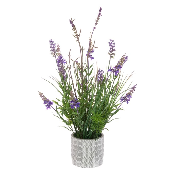 FS Lavender Plant in Ceramic Pot