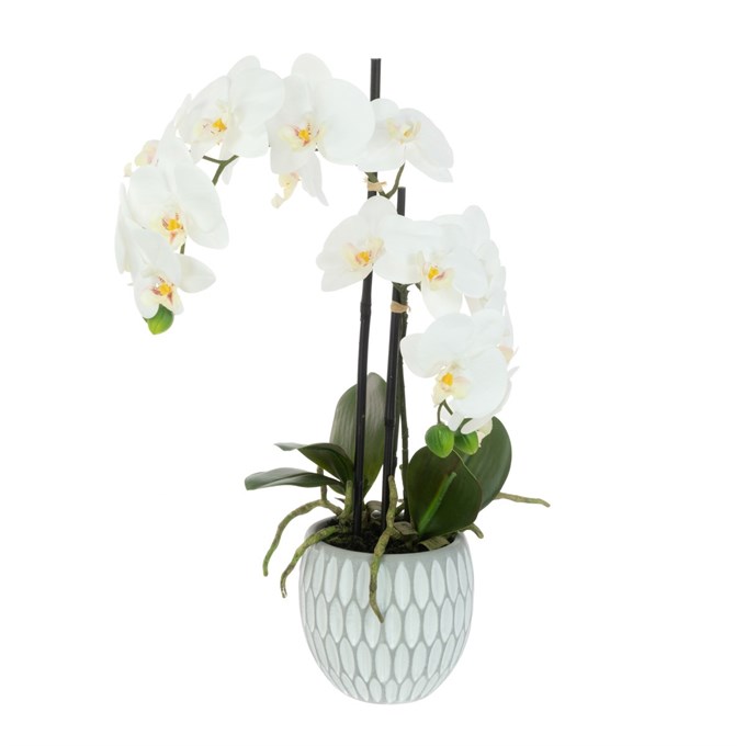 FS Orchid In Geo Pot 48cm