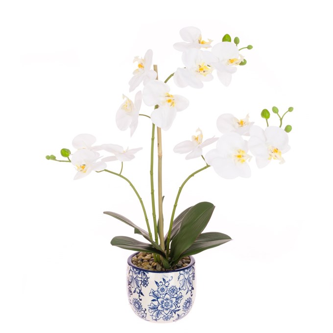 FS Orchid In Porcelain Pot 58cm