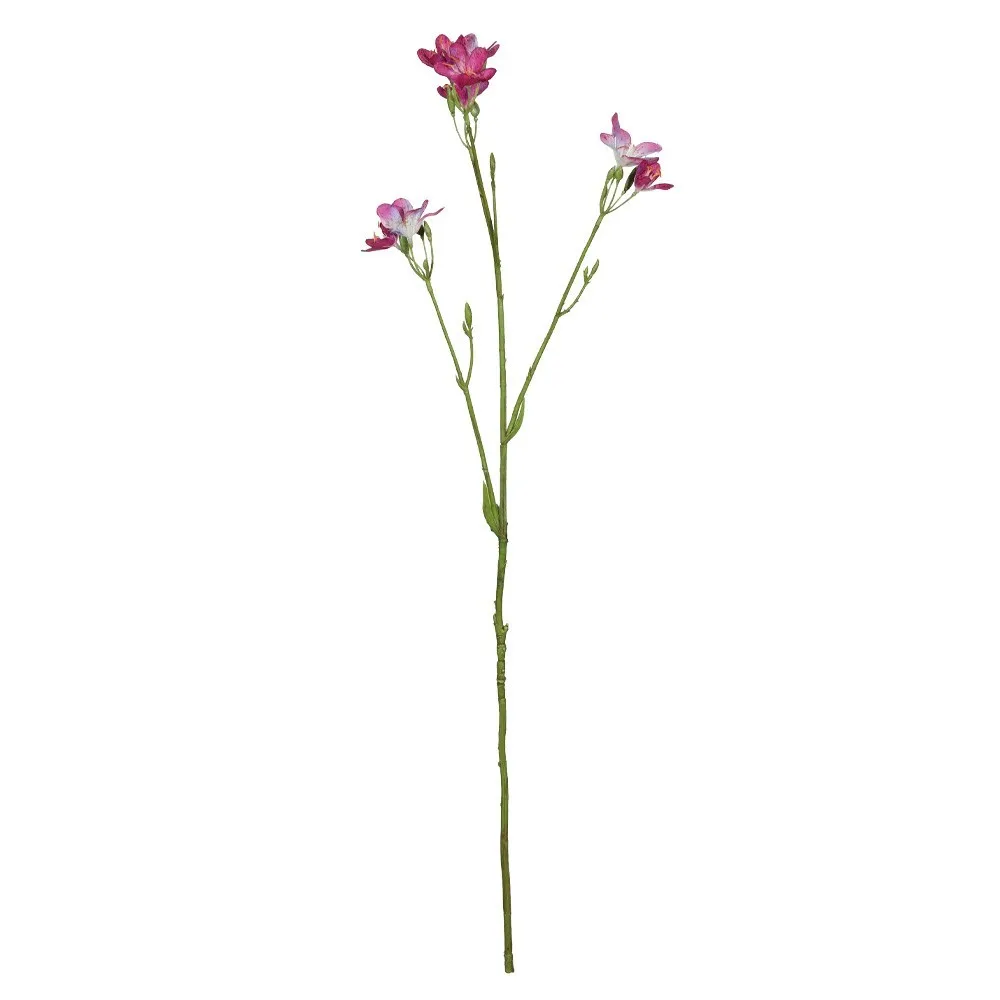 CB Belemcanda Chinensis Spray Purple