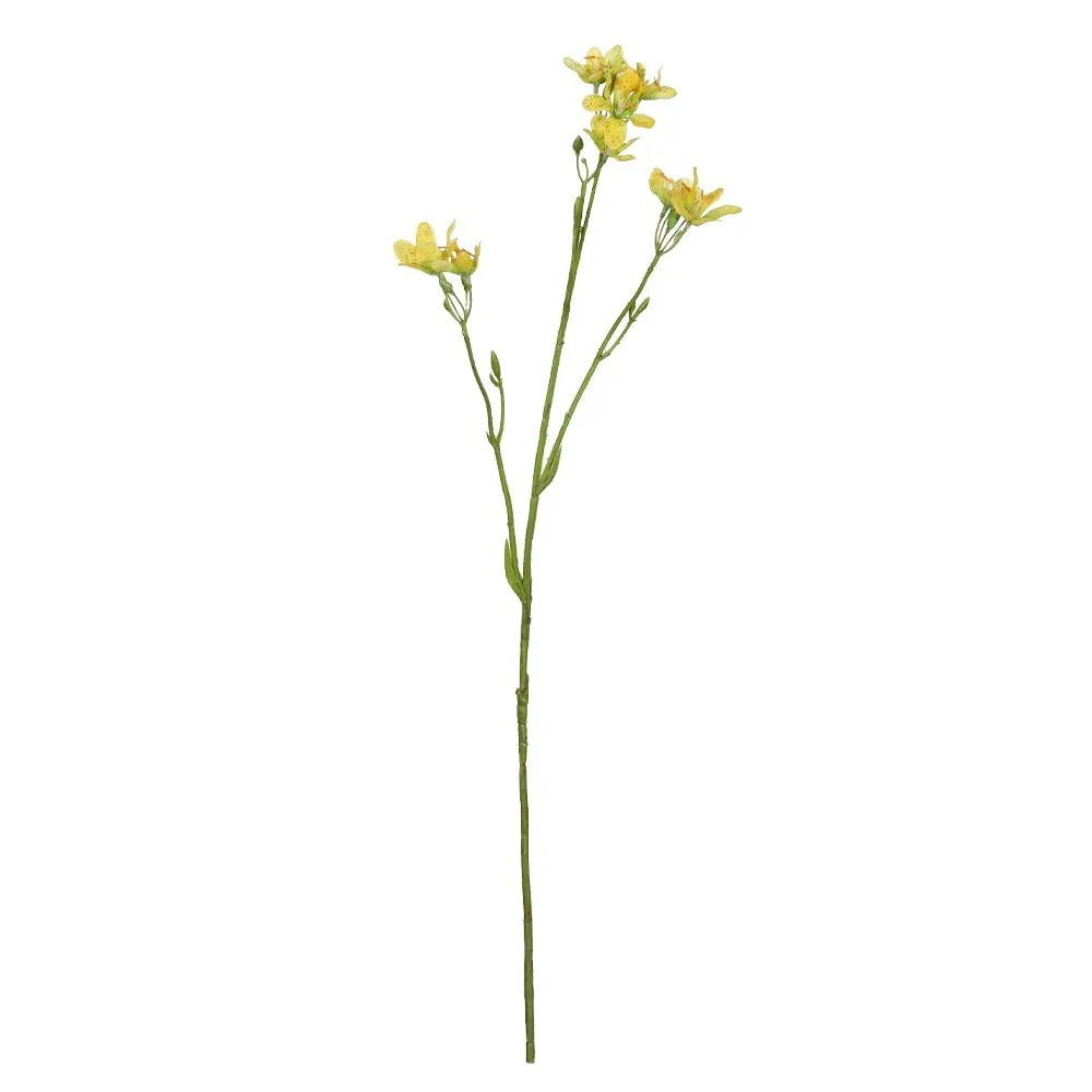 CB Belemcanda Chinensis Spray Yellow