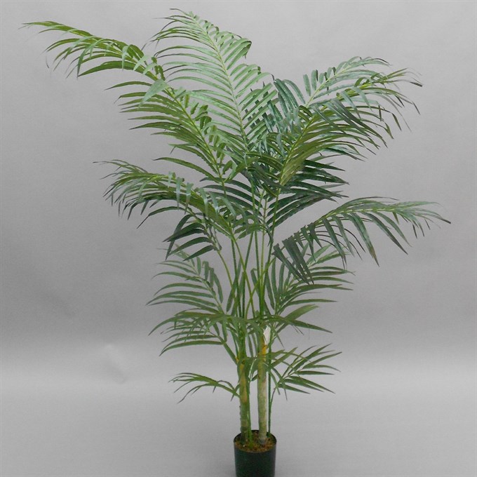 FS Areca Palm 150cm