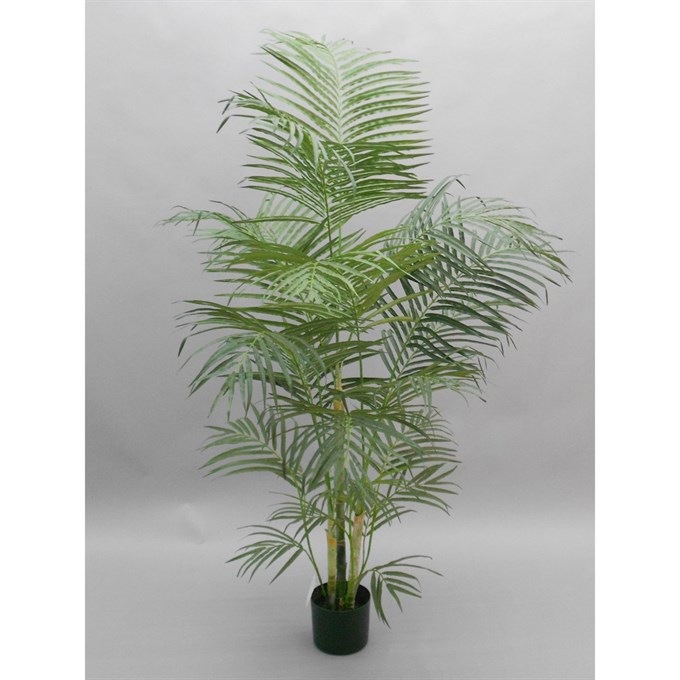 FS Areca Palm 165cm