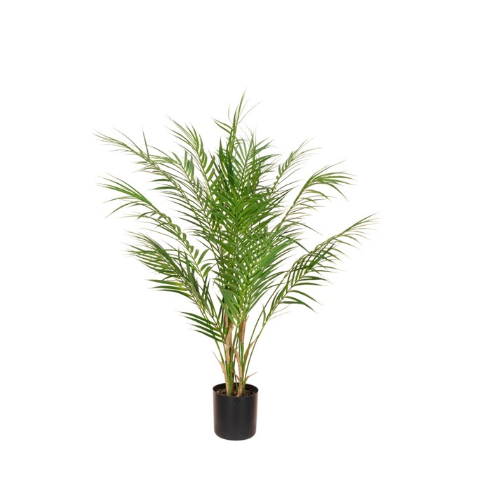 FS Areca Palm In Pot 90cm