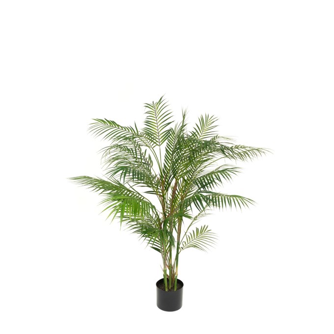 FS Kentia Palm In Pot 120cm