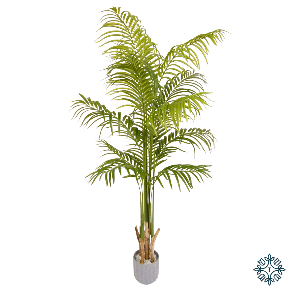 TL Lady Palm Tree 170cm